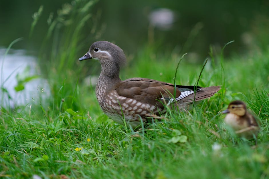 深入了解自願醫保:保障您和家人的健康未來