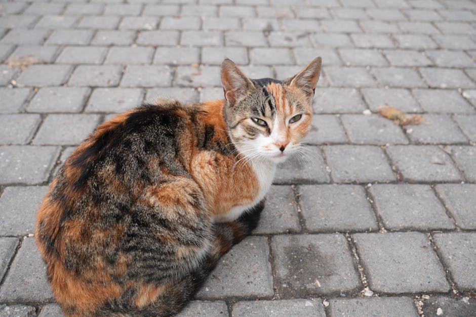 女裝皮帶：穿搭中的精緻細節與品味體現