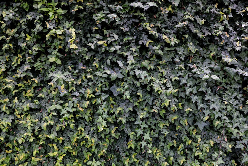 僱傭中心推介的專業分析