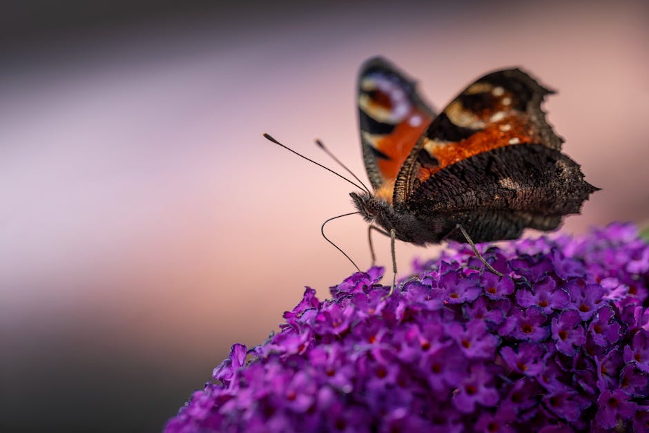 香港蝴蝶酥：絕世美味的酥皮傳奇